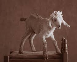 Bathing too frequently will dry out a goat's skin and make their fur rough. Cute Baby Goats Are Treated To A Newborn Photo Shoot Just Like Humans