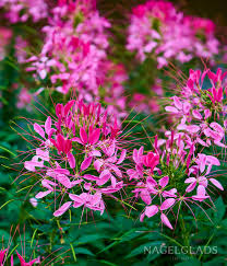 Image result for Cleome spinosa