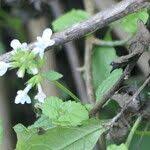 Image result for Stachys aethiopica