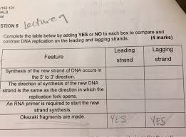 Do The Lagging Strands Have The Same Length As The Leading Strands In A Dna  Replication? - Quora