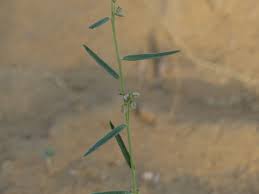 Image result for Polygala erioptera
