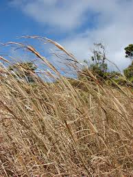 Image result for Andropogon perligulatus