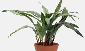 Image result for Aspidistra