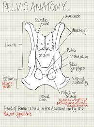 Dog anatomy animal anatomy anatomy drawing anatomy art anatomy bones human anatomy muscle anatomy dog lose yourself in the gorgeous anatomical drawings of hermann dittrich. A Place To Find Hints Tips And Ask Questions Anatomy Of The Pelvis Vet Tech Student Vet Tech School Vet School