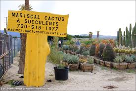 Share your thoughts, experiences and the tales behind the art. Back To Mariscal Cactus Succulents