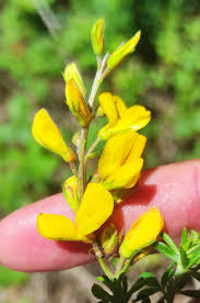 Image result for Adenocarpus