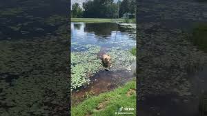 Dog Gagging In Lake Original Tiktok Youtube Lake Dogs Gag