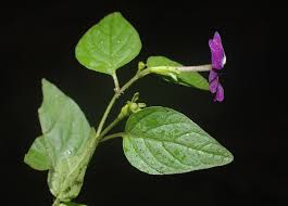 Image result for Browallia americana