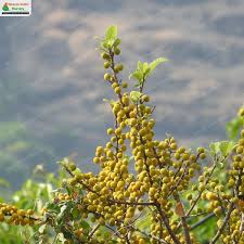 Image result for Ficus exasperata