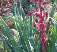 Image result for Beschorneria sp. (Biegel 5357)