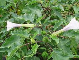 Image result for durman obecný plod