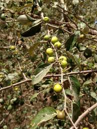 Image result for Lasiodiscus mannii