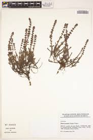 Image result for Erica whyteana