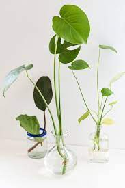 Quick Guide To Propagating Plants In 3 Easy Steps Paper And Stitch Propagating Plants Hanging Plants Diy Plants
