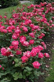 Double Knock Out Rose Rosa Double Knock Out At Oakland Nurseries Inc Knockout Roses Double Knockout Roses Landscaping With Roses