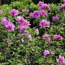 Image result for Hibiscus torrei