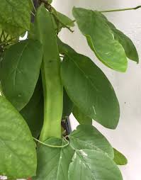 Image result for Canavalia gladiata