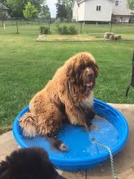 The newfoundland served as a helpful assistant by pulling heavy fishing nets or other equipment and rescuing sailors who had english poet lord byron had a pet newfoundland for whom he wrote 'epitaph to a dog', which begins 'near this spot are deposited the. Adopt Flash On Petfinder Newfoundland Dog Dogs Dog Search