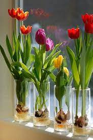 If you have ten different tulip bulbs you want to force in water, purchase ten vases. How To Grow Tulip Bulbs In Water Ehow Growing Tulips Plants Tulip Bulbs