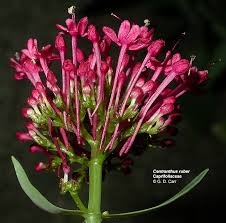 Image result for Valerianaceae
