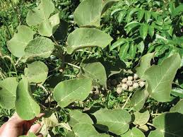 Image result for Croton dichogamus