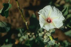 Image result for Ipomoea albivenia