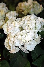 Double Delights Wedding Gown Hydrangea Hydrangea Macrophylla Double Delights Wedding Gown At En Hydrangea Macrophylla Growing Hydrangeas Hydrangeas Wedding