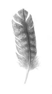 Black And White Turkey Tattoo Turkey Feather Tattoo Google Search Feather Tattoos Nature Tattoos Feather Signs