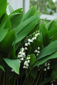 Lily Of The Valley Plants Lily Of The Valley Herbaceous Perennials