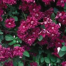 Image result for Clematis commutata