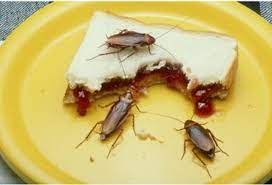We love to know what you think of our top 10 videos, so please leave us a comment on any that you enjoy! Food Which Will Cause Pest Infestation 1 Pest Control Company In Pakistan Termite Fumigation Treatment 24 7 Services