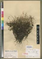 Image result for Cyperus maculatus