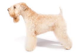 soft coated wheaten terrier dog breed information