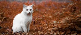 En Iyi Yas Kedi Mamasi 11 Marka Incelemesi Suzionline