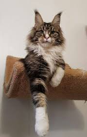 Crazy In Love 50 Shades Of Grey Partition Piano Pin On Beautiful Cats