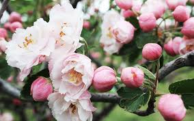 Use them in commercial designs under lifetime, perpetual & worldwide rights. Best Trees To Plant For Spring Flowers In Northern Va Riverbend Landscapes Tree Service Great Falls Va