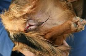 Understanding Dogs And Their Season Also Known As Heat Cycle Estrus Or Oestrus