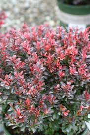 Image result for Thunbergia pynaertii