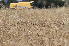 Ayten abla buğdayı ilk kez hasatta - Düzce Damla Gazetesi