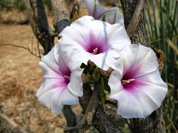 Image result for Ipomoea shirambensis