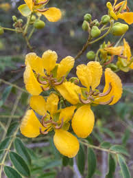 Image result for Senna petersiana