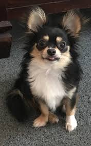 Black And Brown Pomeranian Price In India Pin On Puppies