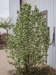 Image result for Amelanchier alnifolia