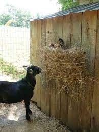 A boy smashed a tv as he tried to help a superhero on screen beat a monster. Wordless Wednesday Silly Hen Goat Barn Pygmy Goat Goat Feeder