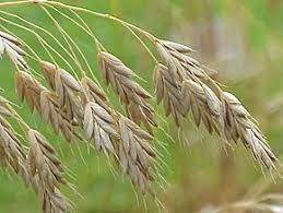 Sep 13, 2019 · grâce à l'observation des plantes poussant spontanément dans votre jardin, vous connaîtrez mieux le sol de votre jardin et serez alors à même d'en tirez le meilleur parti. Bromus Wikipedia