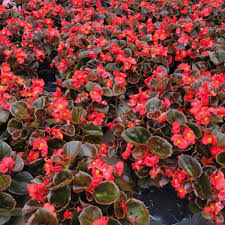 Image result for begonia semperflorens