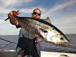 Fishing For Tuna On Californias Tanner Bank Fishtrack Com