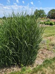 Image result for Panicum novemnerve