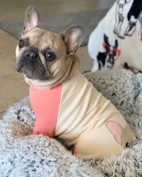 Fawn is usually described as a tan in color, it can. Rare Colors In French Bulldogs