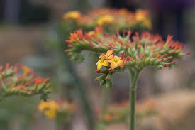 Image result for Kalanchoe lateritia